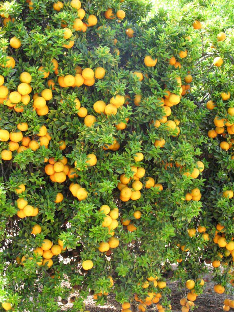              Habit (Riverside, CA)       